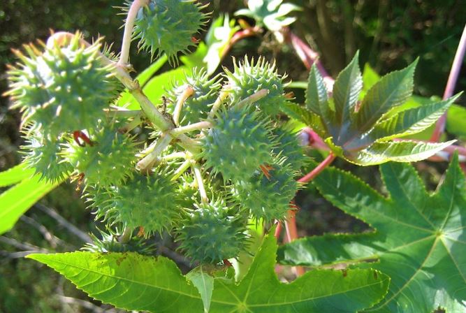Eranda (Ricinus communis) in vata disorders: supportive role with agnikarma